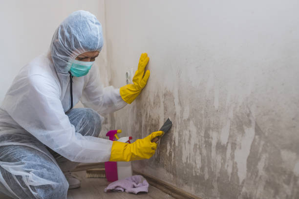 Best Toxic Mold Removal  in Summer Set, MO