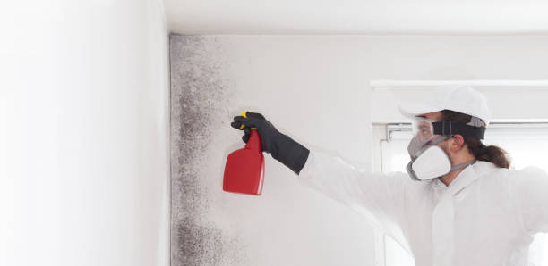 Best Local Mold Removal Service  in Summer Set, MO