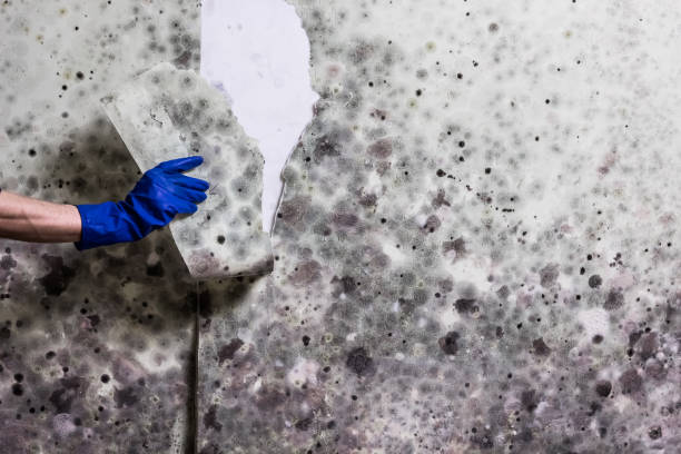 Best Certified Mold Removal  in Summer Set, MO